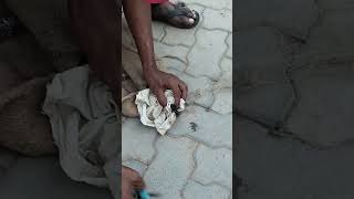 கொடிய விஷமுள்ள கட்டுவிரியன் பாம்பு #snake babu #madurai #trending #vlogs #reels #indian