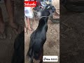 பொம்மிடி ஆட்டு சந்தை ll வியாழன் ll தர்மபுரி ll bommidi goat market