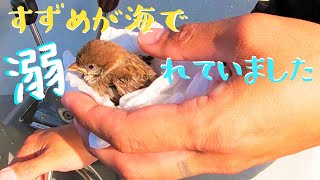 vol59 夕まづめ すずめと過ごす 海の上