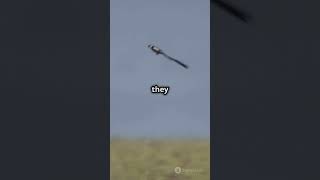 They  were exist !!!! #viralvideo #facts #fairytales #trending #trendingshorts #birds #bird