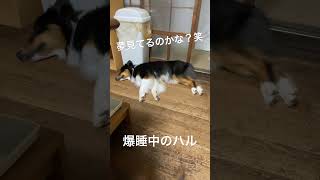 夢の中で走るオゥシー　#オーストラリアンシェパード