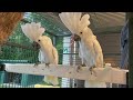 umbrella cockatoos dancing