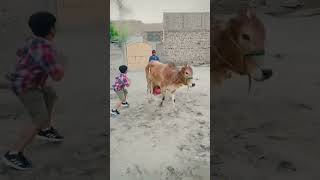 dado gir gayi #comedy #cutebaby #cow #trending #funny