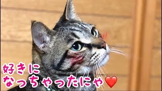 ブラッシングが嫌いな猫が 嫌がらない方法を見つけた【唐草猫ムタさん】