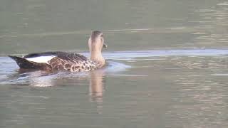 Spot Billed Duck - silent and beautiful