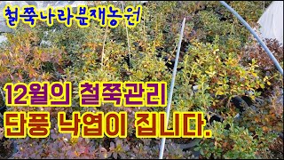 철쭉분재 12월의 관리 단풍,낙엽이 집니다.