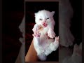 🥰persian cat 😍cheap price 🤩in 😘vadodara gujarat😻 shorts youtubeshorts shortsfeed