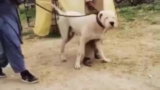 Top 5 Pakistani Bully Kutta - Prize Fighter Bloodline