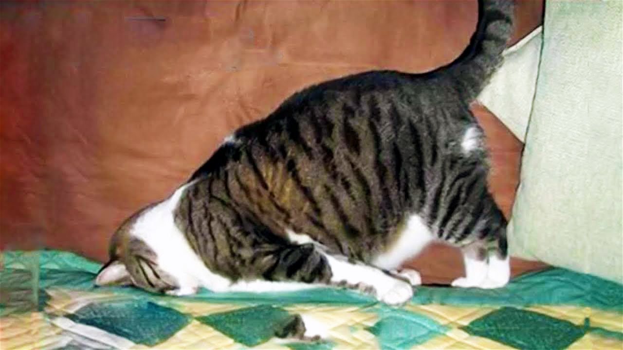 Funny Cat Memes Compilation V01 Cat World News