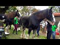 shire horses in london’s parklands – bbc london news