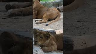 ライオンの赤ちゃん　後ろでリリ花ママの足を噛んだのはつくし君かな？【とべ動物園】2024年7月