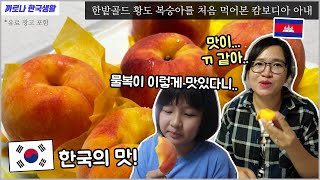 한국에서 제대로된 복숭아를 먹어본 캄보디아 아내, 맛이 0 같다고..... ‘한밭골드 황도 복숭아묘목’ 캄보디아 가져갈까요?ㅎㅎ