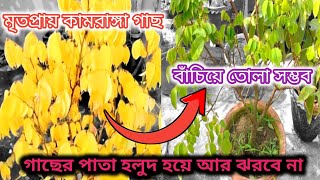 মৃতপ্রায় কামরাঙ্গা গাছ বাঁচিয়ে তুলুন। কামরাঙ্গা গাছের পাতা হলুদ হয়ে যাওয়ার কারণ ও প্রতিকার