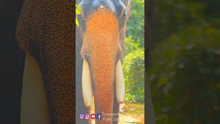 Chirakkal kalidhasan Mangod Pooram elephant Palakkad Vela