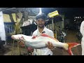 night fish market in berhampur murshidabad west bengal murshidabad fish market fish collection