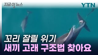 새끼 남방큰돌고래 또 위태로운 모습으로 발견...구조 방안 고심 [지금이뉴스]  / YTN