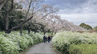 愛知県緑化センター 2023.3.27  雪柳と桜  愛知県豊田市