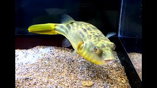 ファハカ　Fahakataena pufferfish　Tetraodon lineatus