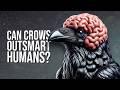 Are Crows Smarter Than Your Seven-Year-Old?