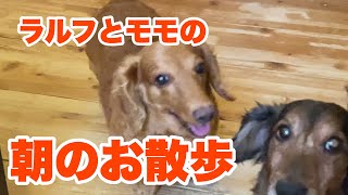 愛犬ダックスのラルフとモモの朝の日常！お散歩をおねだり編