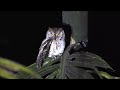 owls of india oriental scops owl