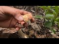 เก็บเห็ดผึ้งกำลังออกใหม่เจอเป็นหมู่ เห็ดผึ้งเน้นๆเลยวันนี้ picking wild mushrooms