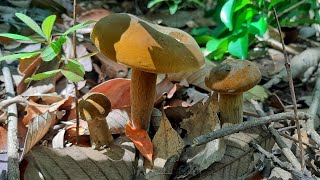 เก็บเห็ดผึ้งกำลังออกใหม่เจอเป็นหมู่ เห็ดผึ้งเน้นๆเลยวันนี้ picking wild mushrooms