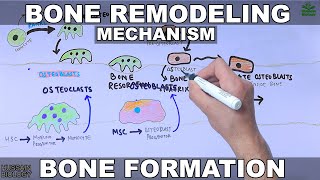 Bone Remodeling Mechanism