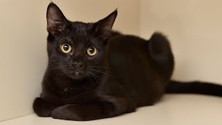 Pet of the Week: Salem a shy, black cat that seeks attention