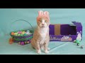 Meet Crash: One-eyed cat from Idaho wins Cadbury Bunny competition