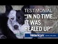 How Vetericyn Wound & Skin care helped Bre's foot heal. WARNING - GRAPHIC