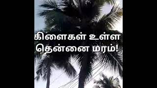 கிளைகள் உள்ள தென்னை மரம்!- Branched Coconut tree-Astonishing nature!