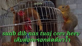 suab dib nas tuaj zoo tuaj ceev heev(เสียต่อกะรอกติดดีมาไว)