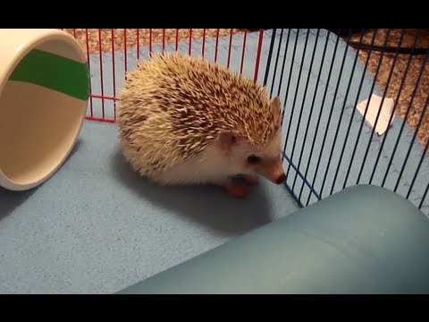 How to Stop your African Pygmy Hedgehog from Hibernating How to Stop your African Pygmy Hedgehog from Hibernating