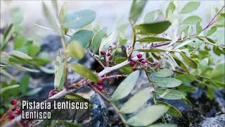 Bushcraft instant pistacia lentiscus