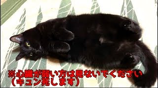 ひっくり返る黒猫がキュってなってけりけりしてもう、え？どういうこと？