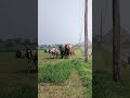 Amish making round hay bales in Lancaster PA