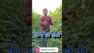 बीन्स की खेती शानदार खेती || Beans ki kheti #shorts