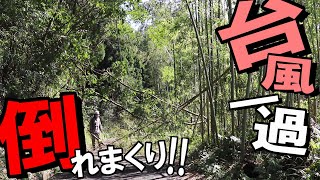 Clearing fallen trees and bamboo from roads after typhoon｜Volunteer Activities