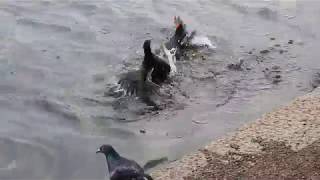 Moorhen fight