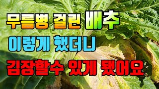 무름병 걸린 배추 이렇게 먹을수 있다. 무름병 약 언제까지 하면 될까요