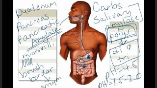 Ch 24 Digestive Physiology.mp4