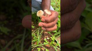 గడ్డి కొక్కులు : మా గిరిజనులు తింటారు  #short #ytshorts #mushroom #arakutribalculture