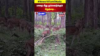 Leopard | பாறை மீது ஓய்வெடுக்கும் சிறுத்தை... | Nilgiris | Tamil Nadu | Ooty | N18S