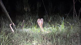 কোবরা বা কেউটে বা গোখরা সাপ ফণা তুলে আছে (Cobra Snake in Grass Field)