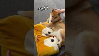 パパ邪魔せんで！　#柴犬 #ガウガウ犬