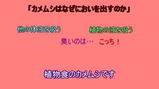 [必見] 「カメムシは何故においを出す？」「熊の冬眠って何のため？」詳しく解説