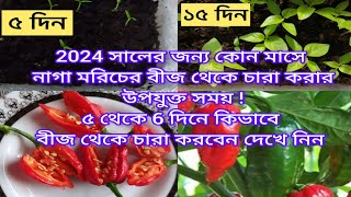 নাগা মরিচের বীজ থেকে চারা কোন মাসে করবেন.5 থেকে 6দিনের ভিতরে চারা কিভাবে করবেন