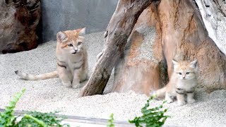 わんぱくすぎる神戸のスナネコの赤ちゃん、親子そろって公開