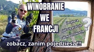 Jak wygląda winobranie we Francji, informacje praktyczne, wszystko co warto wiedzieć